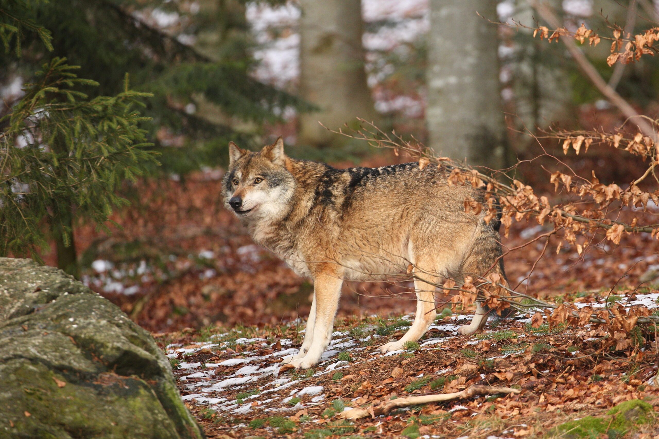 Eurasian wolf in beautiful nature habitat,. Beautiful winter forest. Wild animals in nature environment. European forest animal. Canis lupus lupus.